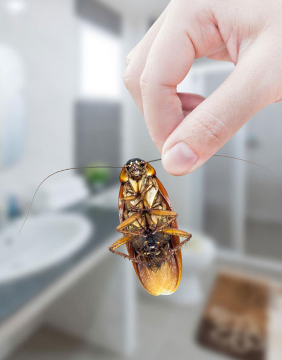 Cockroach-pest-control