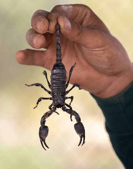 Scorpion