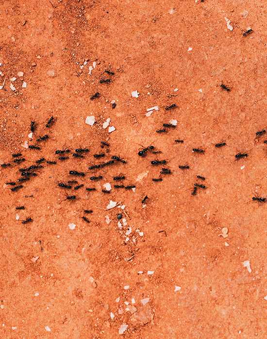 ant-pest-control