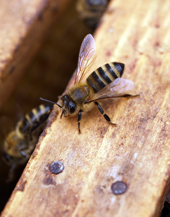 bee