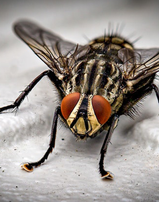 fly