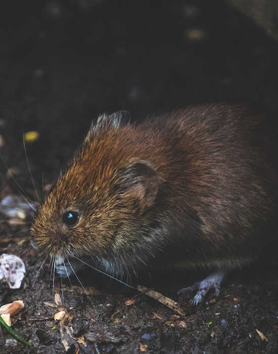 rodent-pest-control